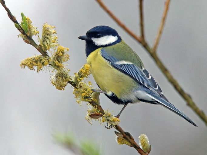 Mésange charbonnière.